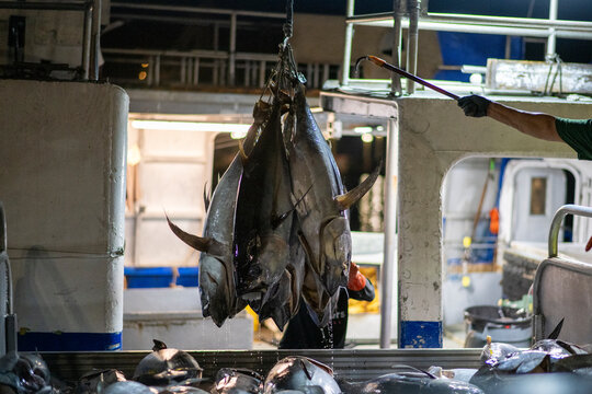 Worker unloading fresh ahi tuna at the Honolulu Fish Auction