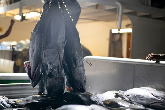 fresh whole tuna being offloaded from a ship in Honolulu