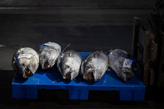 Large whole bigeye ahi tuna on a blue pallet at Honolulu Fish Auction