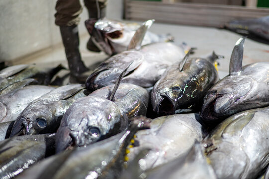 Fresh whole ahi tuna inside a commercial seafood facility