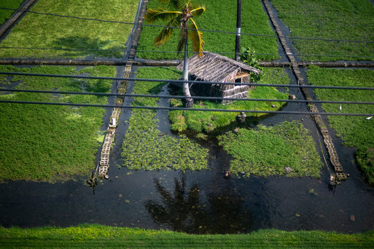 Aerial View of Traditional Taro Fields and Hut in Honolulu Hawaii