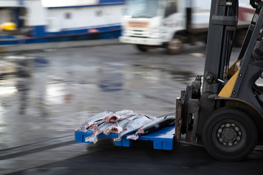 Forklift transporting a pallet of fresh ahi tuna at a seafood market