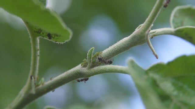 Macro close up of ants and aphids on apple tree branch, agricultural pest infestation on young apple plant, insects interacting on stem in natural outdoor environment