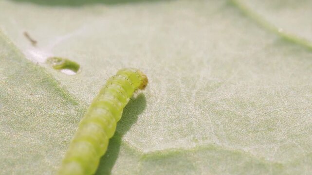 Macro close up of caterpillar crawling on green leaf, detailed view of insect larva in natural outdoor environment with soft focus background