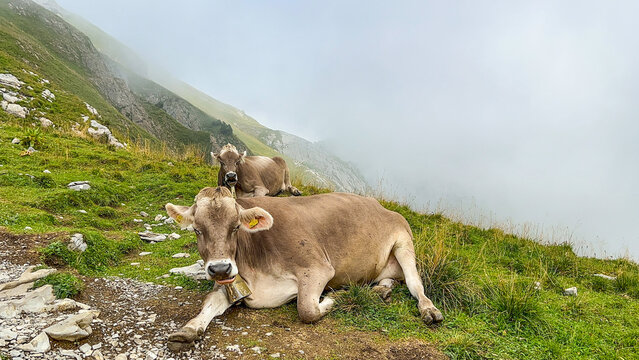 Cows on Stoos Ridge Trail, Switzerland