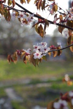 Soft Sakura Branches with Spring Bokeh and Natural Copy Space
