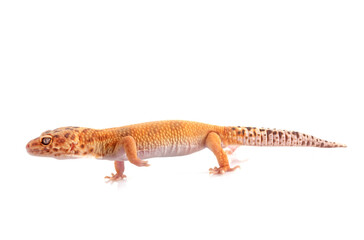 Fototapeta premium Leopard gecko in studio
