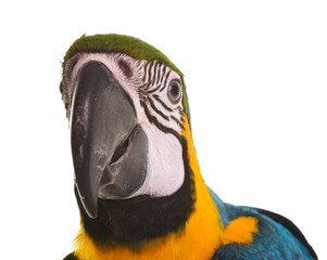 Blue-and-yellow macaw in studio © cynoclub