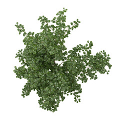 Fototapeta premium collection of Ficus benjamina plant with realistic style from the top view