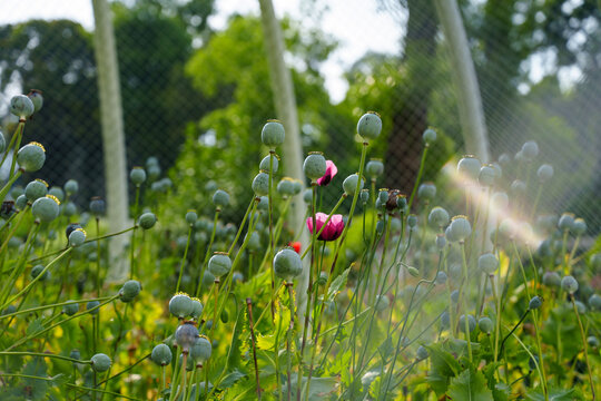 Green poppy seed pods grow in a sunny summer garden with a few pink flowers blooming among the plants in the afternoon light
