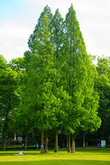 Fototapeta premium A person sits on the grass under a group of tall green trees in a sunny public park during a peaceful afternoon outdoors