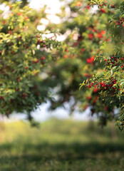 Fototapeta premium Sour cherry farm in an orchard close up