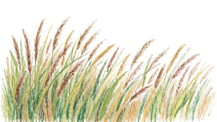 Obraz premium Tall wild grass stalks with feathery seed heads, isolated on transparent background