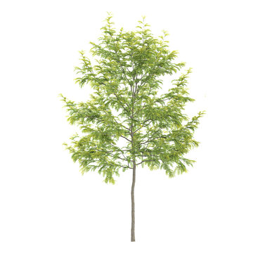 collection of Green gleditsia triacanthos plant on transparent canvas