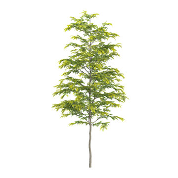 collection of Green gleditsia triacanthos plant with realistic style
