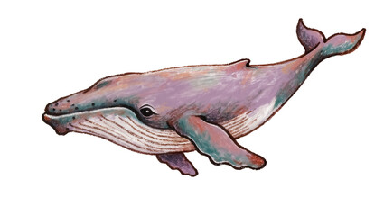 Whimsical purple humpback whale swimming, isolated on transparent background © Ozols