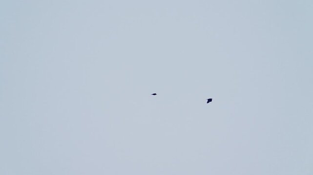 A rooks (Corvus frugilegus) flies against a blue sky. Slow motion.