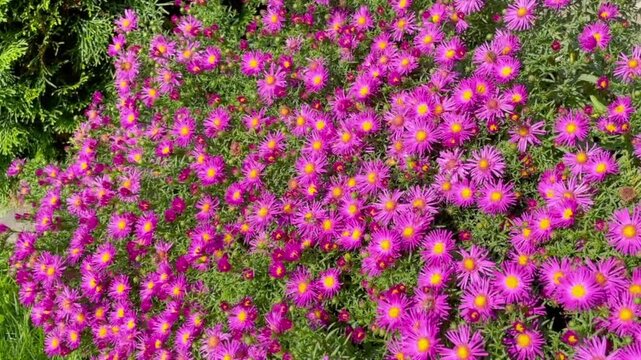 Vibrant purple New York aster flowers bloom in a lush autumn garden on a sunny day.

