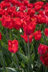 Fototapeta premium Bright red tulips in full bloom on a sunny day.