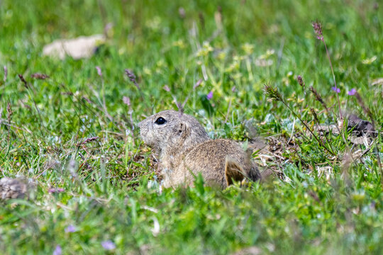 A European ground squirrel, or souslik, peeks cautiously from its burrow in a lush green meadow dotted with tiny wildflowers.