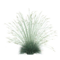 Fototapeta premium collection of Helictotrichon grass on transparent canvas