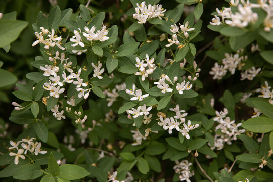 An ornamental shrub of Tatarian honeysuckle covered with delicate white and pink flowers. A great example of professional landscaping and garden decoration. Ideal for horticulture guides, backyard gar