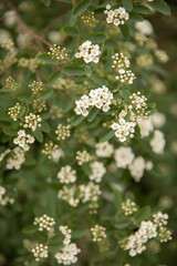 Fototapeta premium White Spiraea flowers blooming on a branch in a spring garden. Clean and airy composition of white blossoms on green stems. Represents simplicity, peace, and natural harmony. Great for website headers