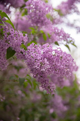 Obraz premium Beautiful lush cluster of violet lilac blossoms with green leaves in a garden. Natural spring background with soft bokeh, perfect for botanical themes and floral designs.