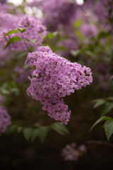 Obraz premium Beautiful lush cluster of violet lilac blossoms with green leaves in a garden. Natural spring background with soft bokeh, perfect for botanical themes and floral designs.