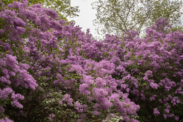 Obraz premium A wide shot of a magnificent purple lilac shrub in full bloom standing on a green lawn. Natural outdoor scene with a blooming floral wall and green trees in the background. Great for landscaping 