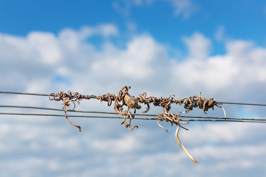 Cut vines crook on the guide wire in the vineyard