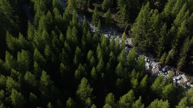 Aerial flyover over the forest and sunlit trees near Arolla, Switzerland with on a sunny summer day in the Swiss Alps