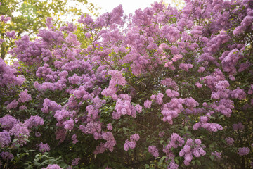 Obraz premium Soft-focus shot of pinkish-purple lilac blossoms creating a lush floral texture. Ideal for spring-themed wallpapers, romantic greeting cards, and urban nature concepts that require a fresh, airy aesth