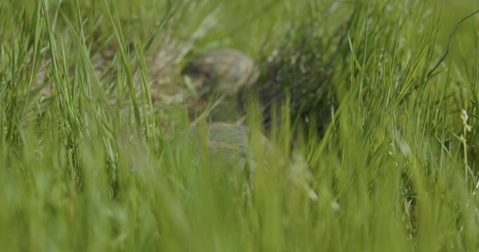 Ibera Greek Tortoise Amongst Grasses On A Windy Day. Selective Focus Shot