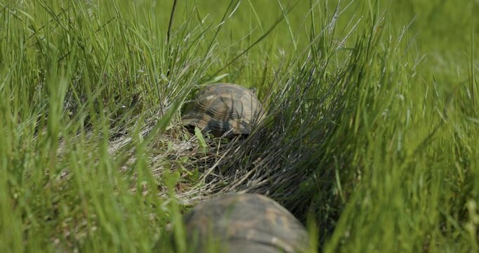 Spur-thighed Tortoise Grazing On A Sunny Grassland. Close-up Shot