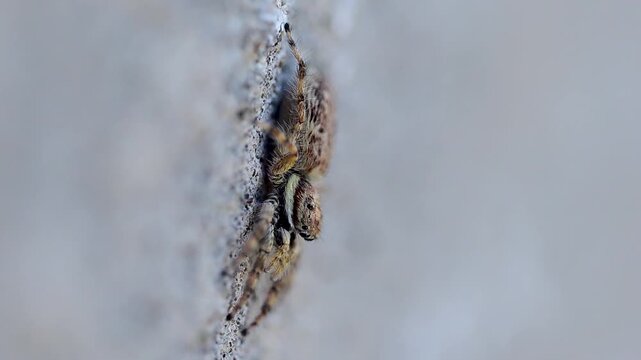 Gray wall jumping spider moves its pedipalps actively while scanning surroundings during hunting