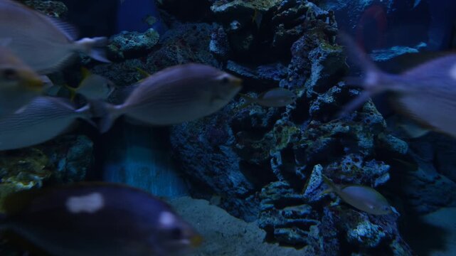 Exotic Deep See Fish In Aquarium.
