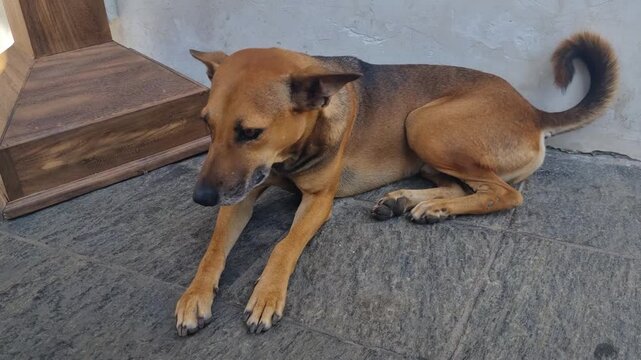 Close up of a shy brown stray dog resting on the ground in Sri Lanka, lowering its ears with a cautious expression before slowly getting up, capturing a quiet moment of vulnerability and street life