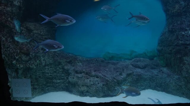 Exotic Deep See Fish In Aquarium.
