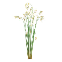 Fototapeta premium collection of Mustard plant with realistic style