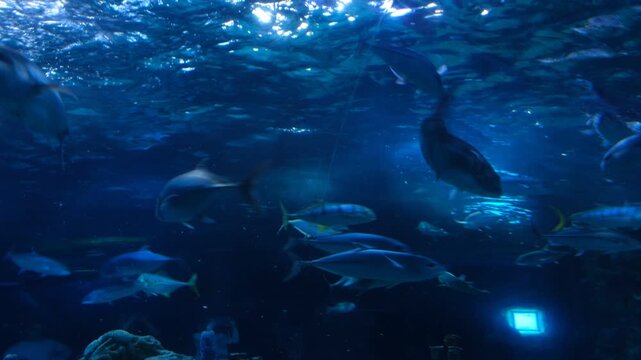 Exotic Deep See Fish In Aquarium.
