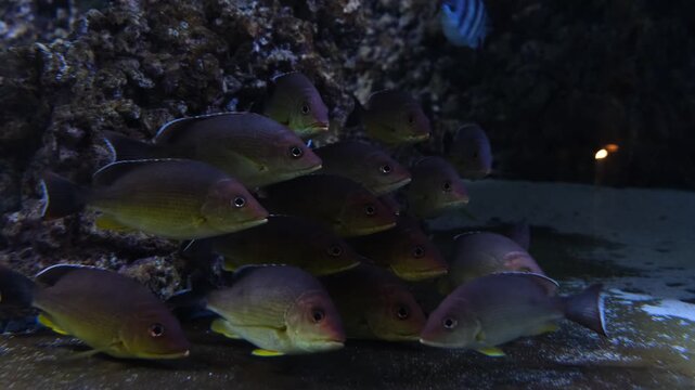 Exotic Deep See Fish In Aquarium.

