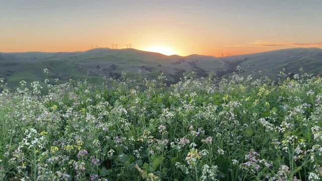 White wildflowers in Chino Hills State Park, USA