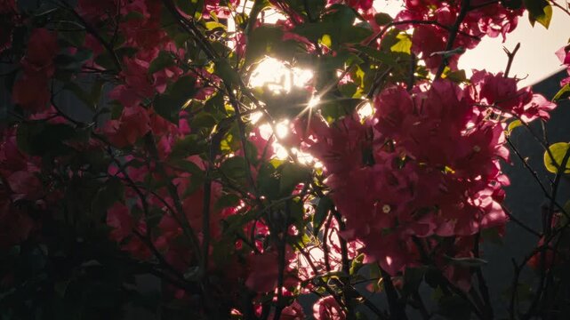Cinematic close-up of vibrant pink bougainvillea flowers with soft sunlight filtering through delicate petals. Dreamy natural scene with gentle light, shallow depth of field, and calm aesthetic.