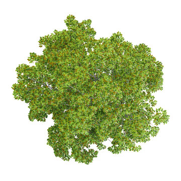 collection of Ohio buckeye plant with realistic style from the top view