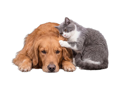 Affectionate domestic cat snuggling close to a golden retriever dog, illustrating a beautiful interspecies bond.