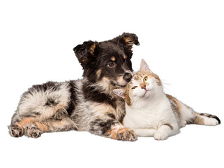 Adorable tricolor puppy and calico cat companions lie together, looking towards the camera with gentle expressions. © Emma