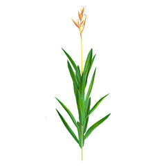 Fototapeta premium collection of Pitcairnia prolifera plant with realistic style