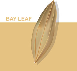 Vector Illustration design of single bay leaf background for Cooking and spices masala uses © yogendra