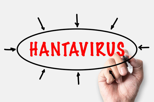 Hantaviruses are a genus of rodent-borne, enveloped RNA viruses (family Hantaviridae) that cause severe, often fatal, human diseases